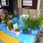 第2回 季節の野菜市開催 第2回 季節の野菜市開催