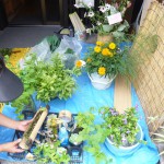 第3回　季節の野菜市開催