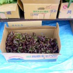 第11回 季節の野菜市開催-2