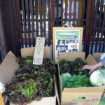 第12回　季節の野菜市開催-3